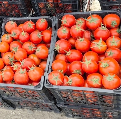 فروش گوجه فرنگی