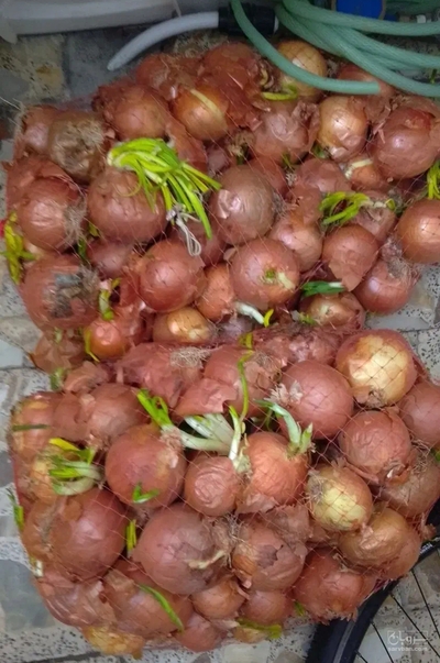 فروش پیاز