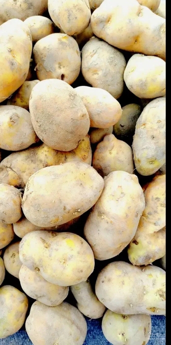 فروش سیب زمینی