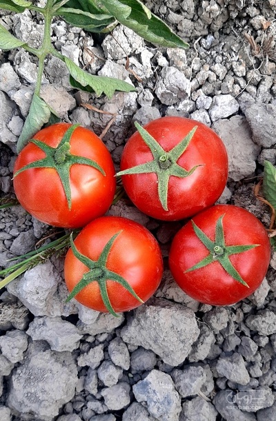 فروش گوجه فرنگی