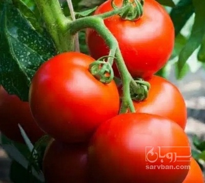 فروش گوجه فرنگی برنتا