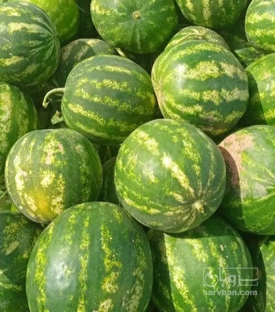 فروش هندوانه گرد