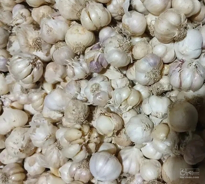فروش سیر