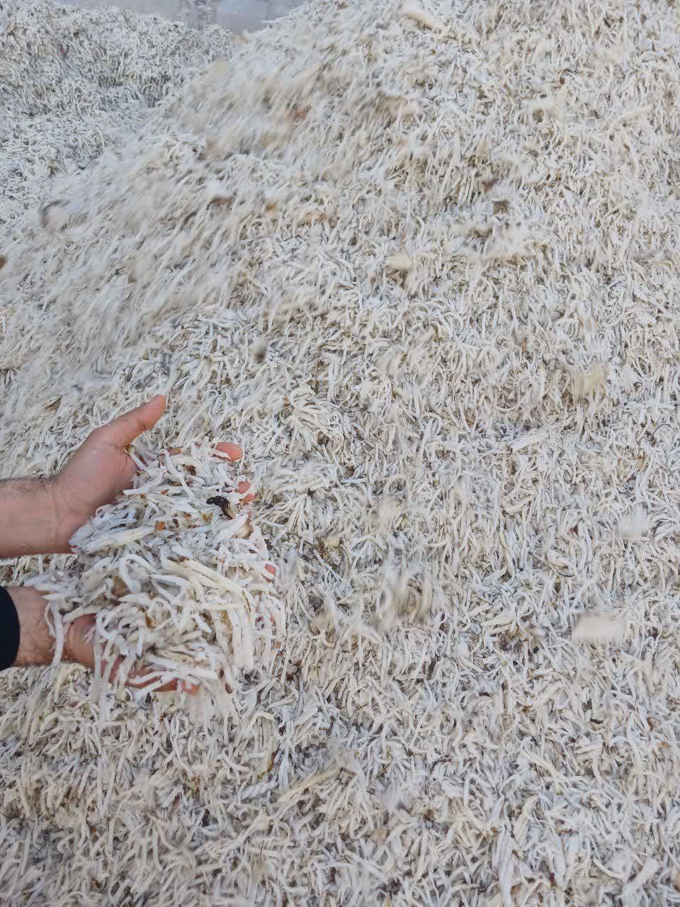 فروش تفاله چغندر