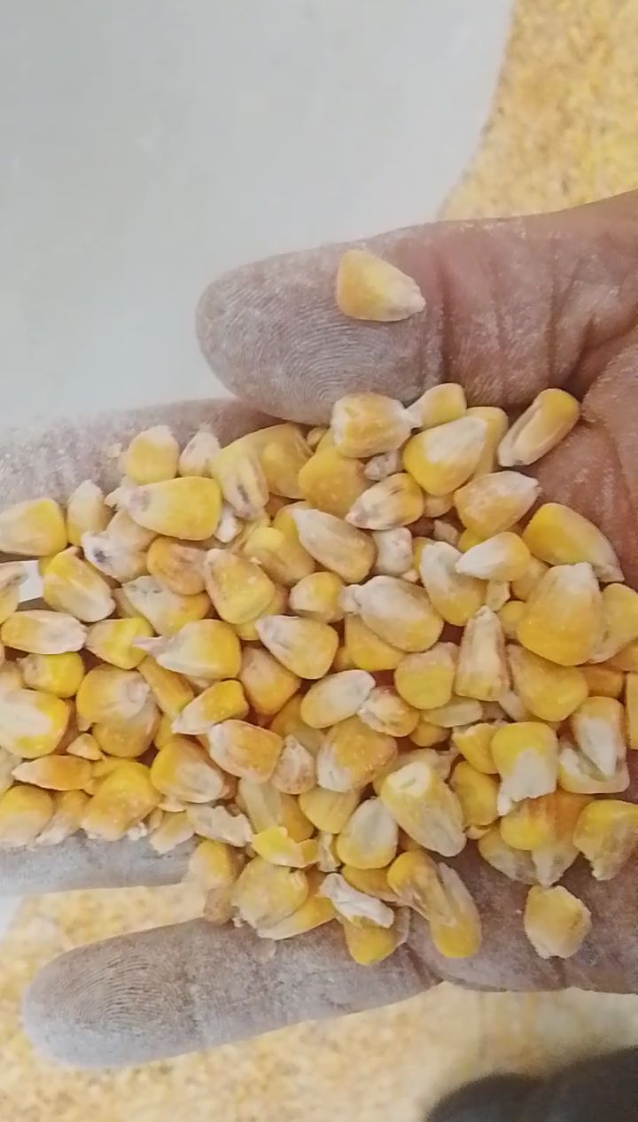 فروش چاپر ذرت - سیلاژ ذرت
