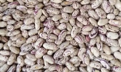 فروش لوبیا چیتی