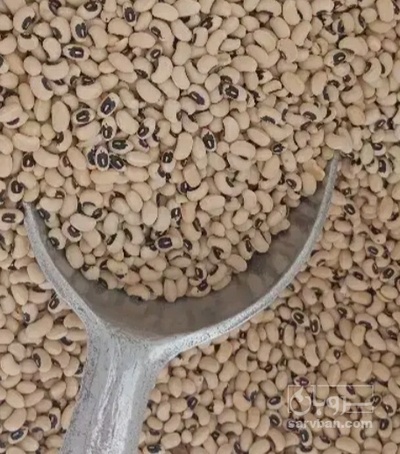 فروش لوبیا چشم بلبلی