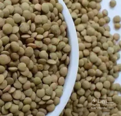 فروش عدس
