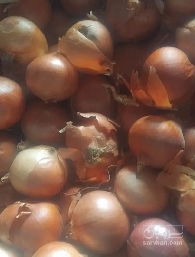 فروش پیاز زرد