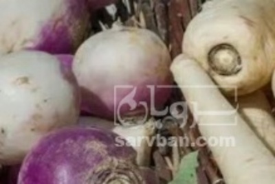 فروش شلغم