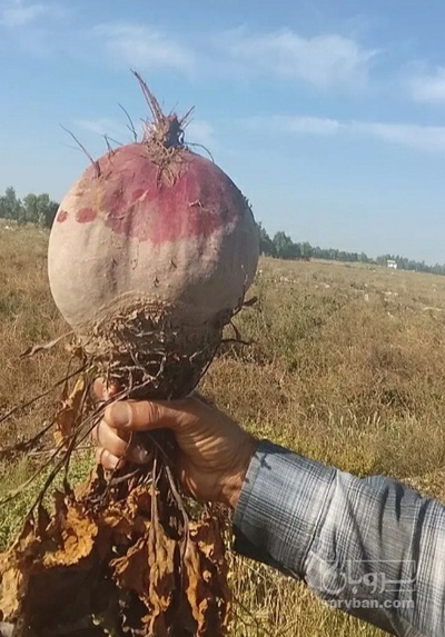 فروش چغندر لبو
