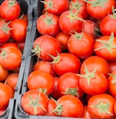 فروش گوجه فرنگی