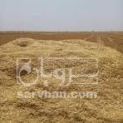فروش کاه و کلش گندم