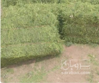 فروش یونجه