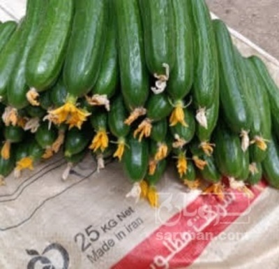 فروش خیار