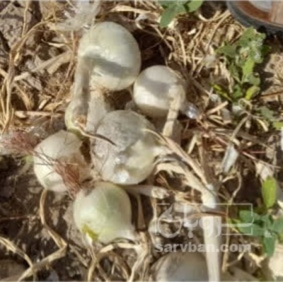 فروش پیاز
