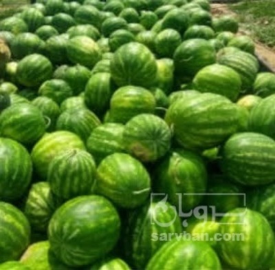 فروش هندوانه
