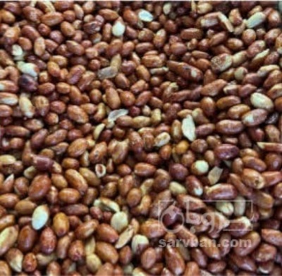 فروش بادام زمینی بو داده