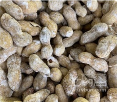 فروش بادام زمینی