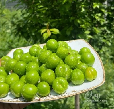 فروش گوجه سبز