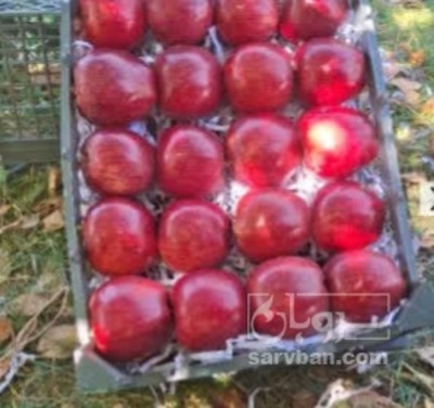 فروش سیب