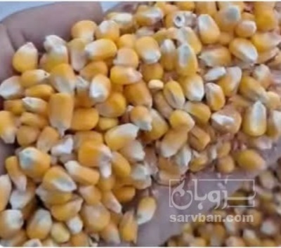 فروش ذرت