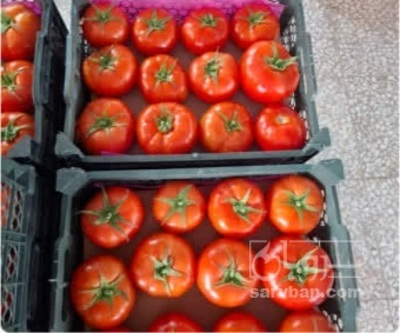 فروش گوجه فرنگی صادراتی