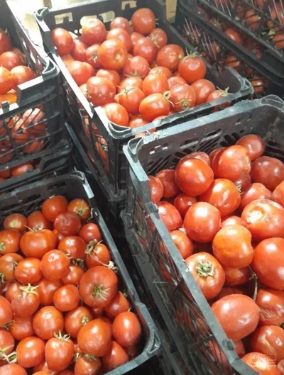 فروش گوجه فرنگی