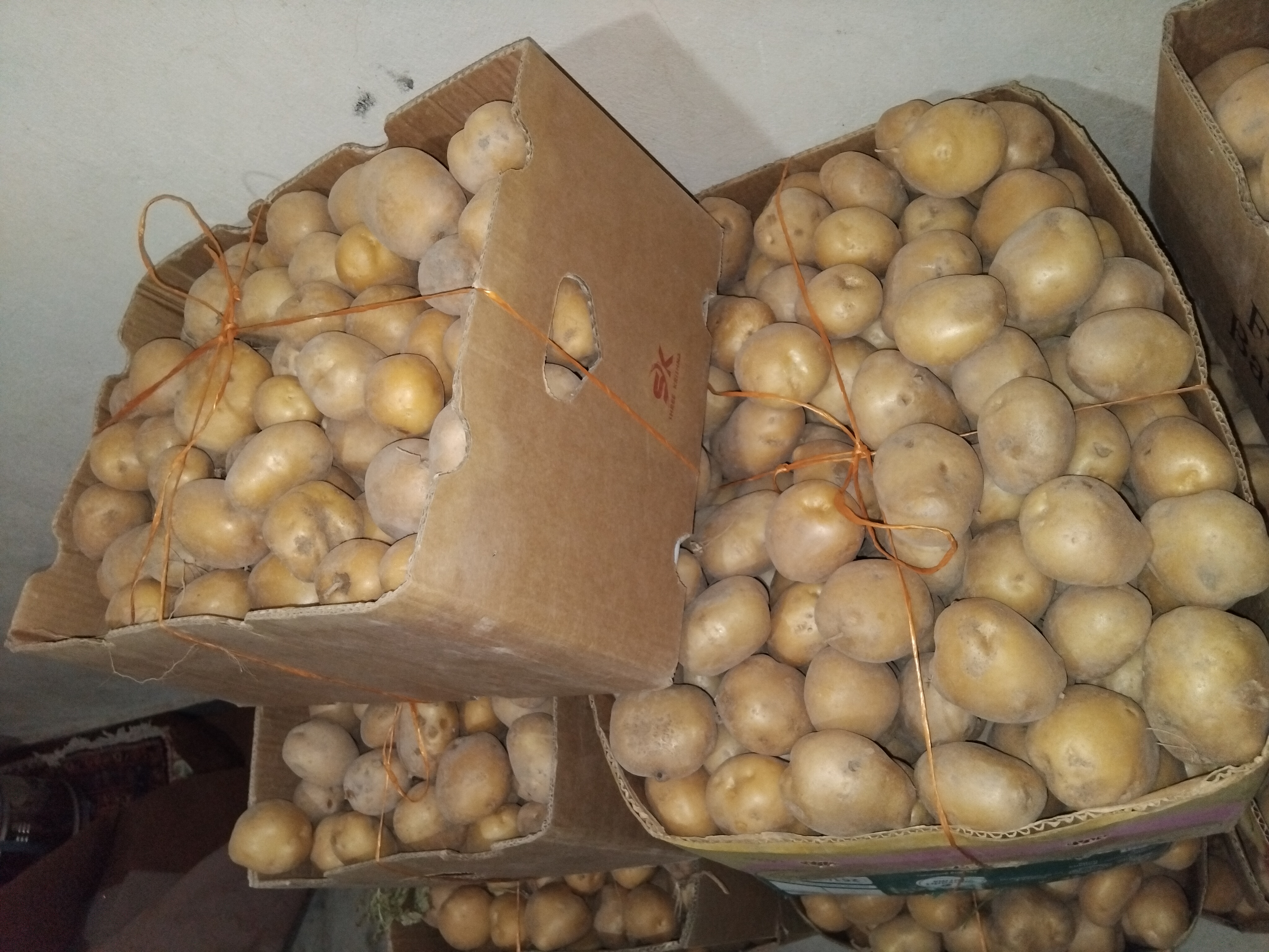 فروش سیب زمینی