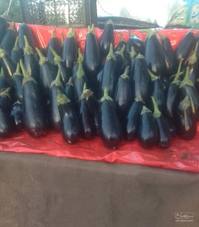 فروش بادمجان