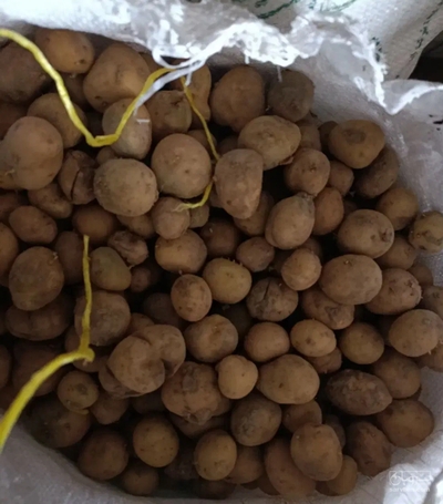 فروش سیب زمینی