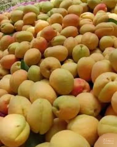 فروش زردآلو