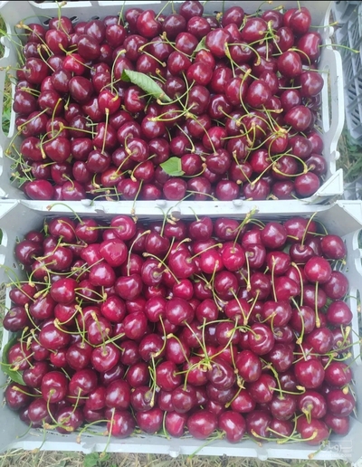 فروش گیلاس