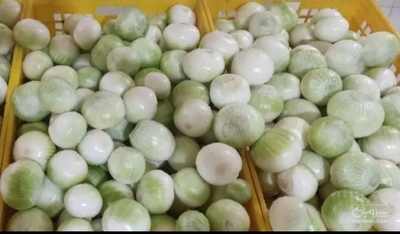 فروش پیاز