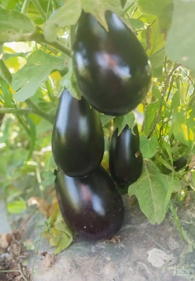 فروش بادمجان