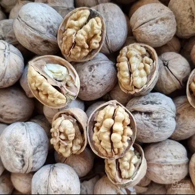 فروش گردو