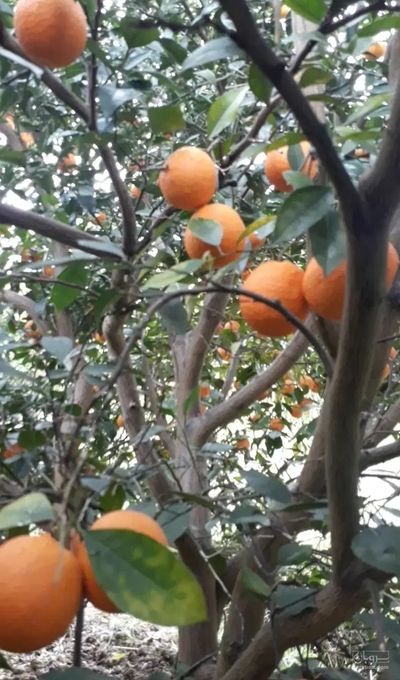 فروش پرتقال