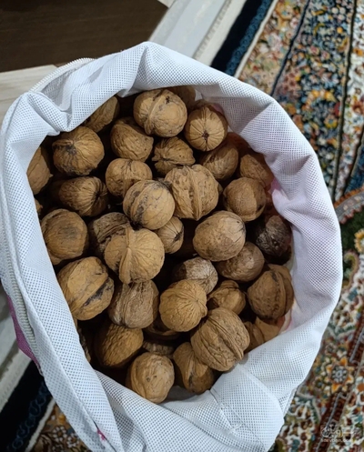 فروش گردو