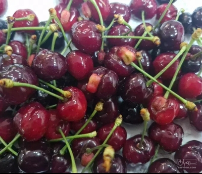 فروش گیلاس