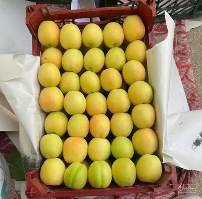فروش زردآلو