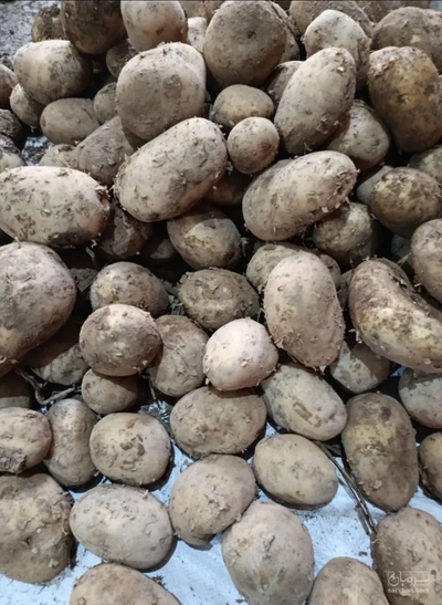 فروش سیب زمینی