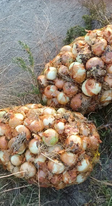 فروش پیاز