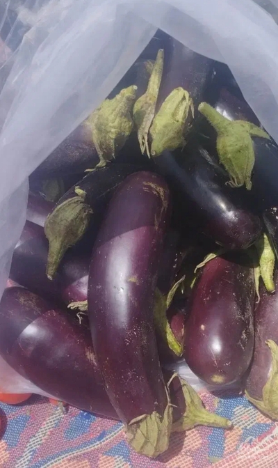 فروش بادمجان