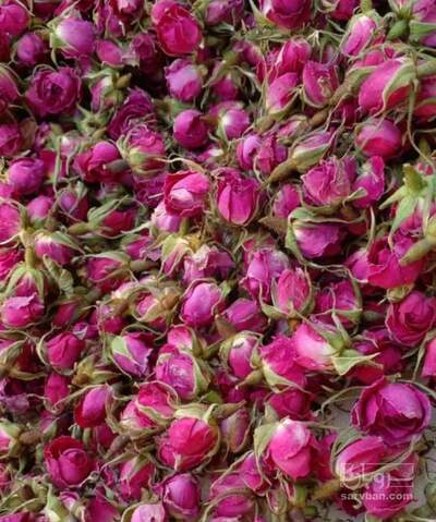 فروش غنچه گل محمدی (گیاه‌ دارویی)