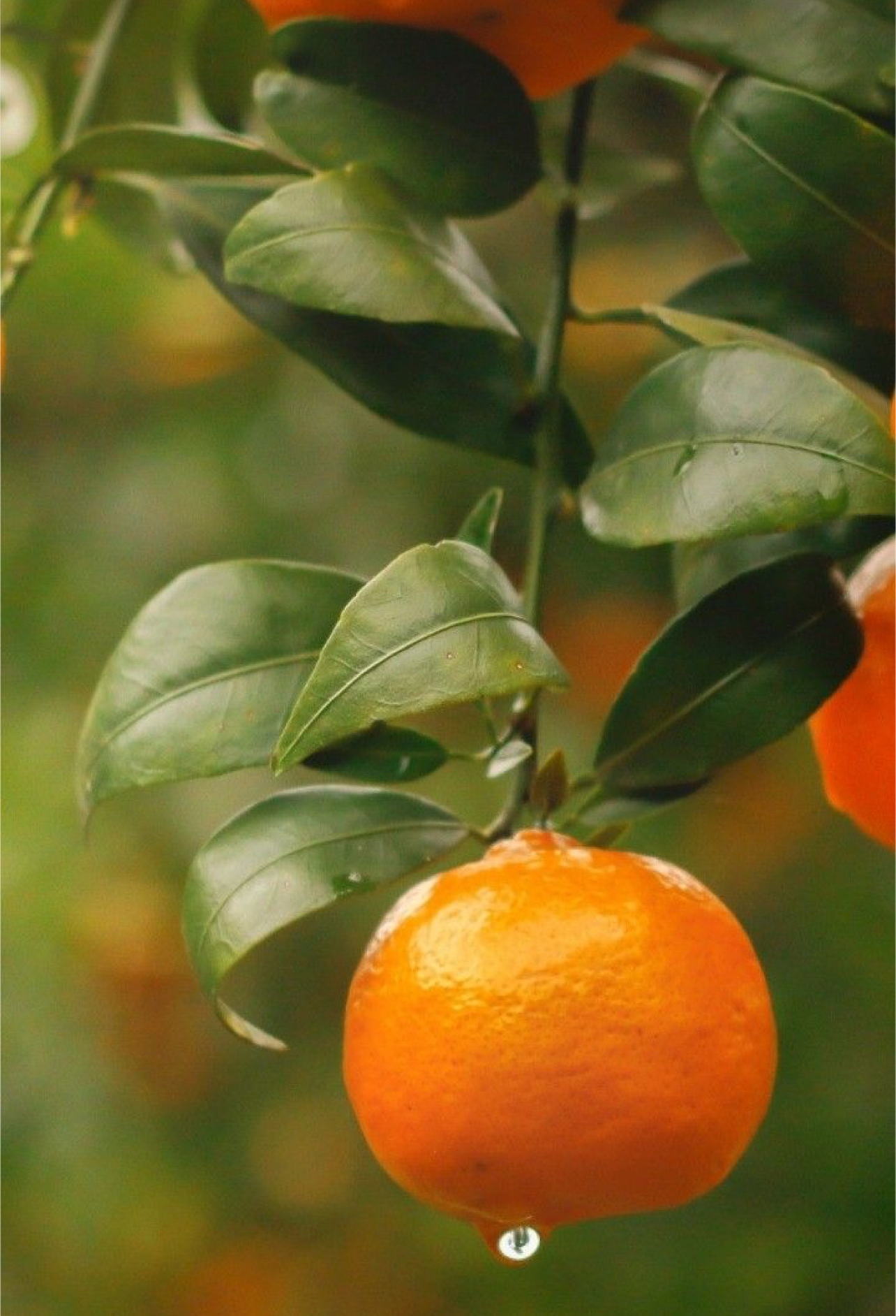 فروش نارنگی ژاپنی