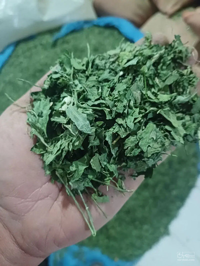 فروش نعناع خشک (گیاه‌ دارویی)