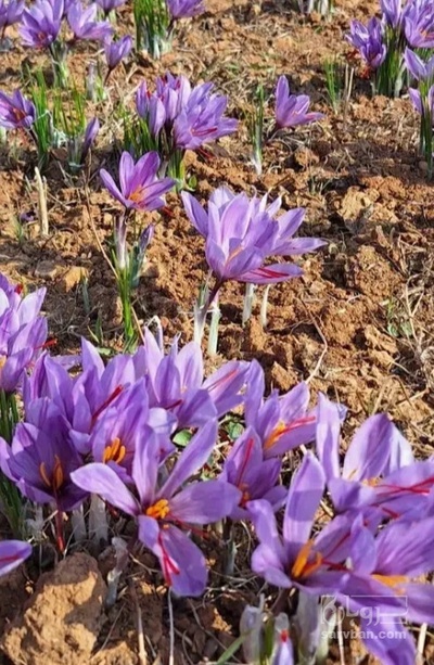 فروش زعفران نگین (گیاه‌ دارویی)
