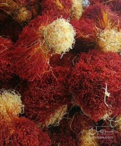 فروش زعفران دختر پیچ (گیاه‌ دارویی)