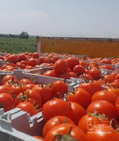 فروش گوجه فرنگی