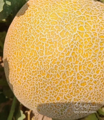 فروش ملون
